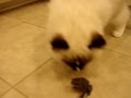 Charlie-and-the-Toad