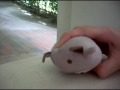 Human disease_0001.wmv