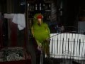 Aratinga Finschi