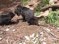 Tasmanian devils devouring a wallaby