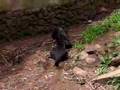 Tasmanian devils devouring a wallaby
