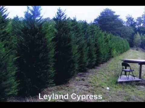 how to grow cypress trees