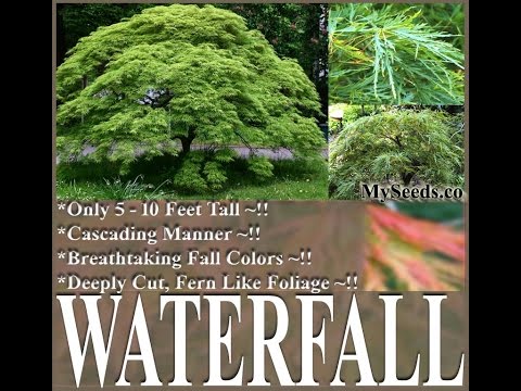how to grow acer palmatum from seed