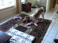videos de Kipper playing with 16-squeaky hedgehog mat