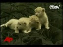 TnnTV World News_germany_lions