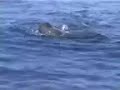 Swiming with the Spermwhale Swiming with the Spermwhale