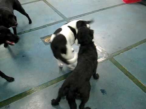 Black and White Party — Dogs playing at doggie day care.