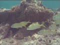 riviera-maya-2005-video-1.html