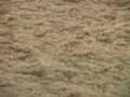 Algues ondulantes - Wavy algea - Wogende Algen