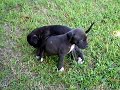 Presa pups