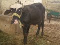 mirpur cena