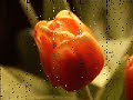 Ennio Morricone (Le Vent Le Cri) & Tulips