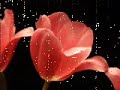 Ennio Morricone (Le Vent Le Cri) & Tulips