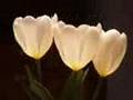 Ennio Morricone (Le Vent Le Cri) & Tulips