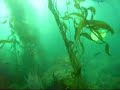 Diving Quail Rock at the Channel Islands Diving Quail Rock at the Channel Islands