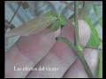 Wisteria crecimiento