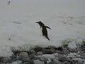 PC130116 - Gentoo jumping onto the ice.MOV PC130116 - Gentoo jumping onto the ice.MOV