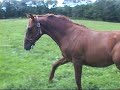poulain 1 an