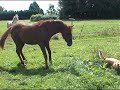 poulain 1 an