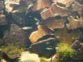 Guppies in Florida, 1977P1020592