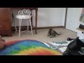 Squeaky The Tortie