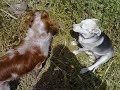 tripolina e spank in giro per l\
