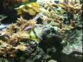 videos de 5
