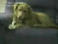 Pas se sam ujeda