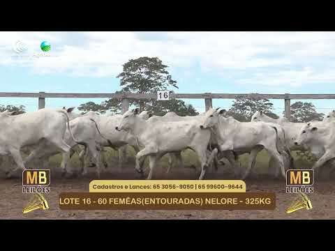 546� LEIL�O VIRTUAL MB LEIL�ES