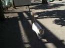 cat cat