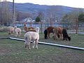 NewBabyAlpacaRunning2