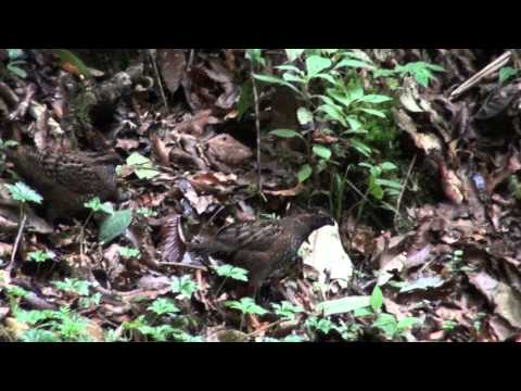 Spotted Wood-Quail (Savegre Mountain Lodge)