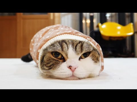動画