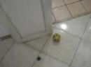 Cat Playing
