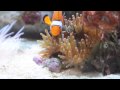 Anemone And Clownfish