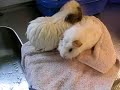Toweling off
