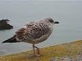 goeland adolescent