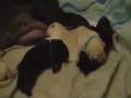 Enzi and Friends