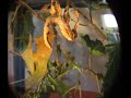 a female giant prickly stick insect moulting. the average speed is 5x with some time lapses. the entire ordeal took about an hour.

accompanying music is by the kilimanjaro darkjazz ensemble (song: pearls for swine).