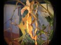 a female giant prickly stick insect moulting. the average speed is 5x with some time lapses. the entire ordeal took about an hour.

accompanying music is by the kilimanjaro darkjazz ensemble (song: pearls for swine).