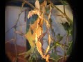a female giant prickly stick insect moulting. the average speed is 5x with some time lapses. the entire ordeal took about an hour.

accompanying music is by the kilimanjaro darkjazz ensemble (song: pearls for swine).