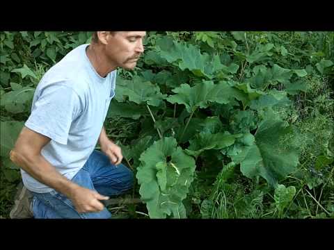 how to harvest burdock