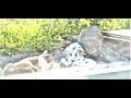 Cat-vs-Groundhog