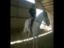Dia de Caballos
