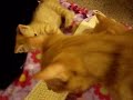 5 weeks old - kittens and catnip spray