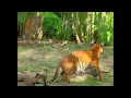 Malayan Tiger Conservation at the Palm Beach Zoo