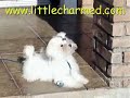 great-puppie-maltese-only-38lbs-full-grow-true-tea-cup.html