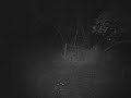 Scoutguard on Scrape Standing Buck