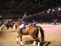 Bayerische Haupt und Landgestüt Schwaigenger - Quadrille