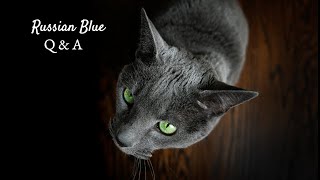 Russian Blue Cat Q&A // Allergies? Grooming? Shedding?